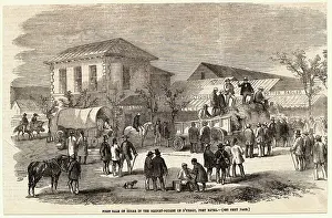 Selling Prints: Men Selling Sugar Cane in South Africa