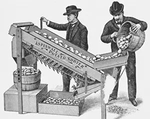 Teamwork Prints: Two Men Using a Potato Sorting Machine