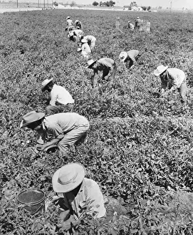 Overworked Prints: Men Working in Tomato Fields