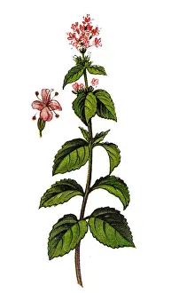 Mentha aquatica (water mint)