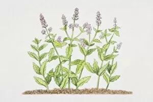 Plant Stem Gallery: Mentha spicata, flowering Mint plant