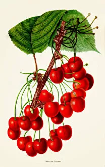 Images Dated 10th May 2018: Mercer cherry illustration 1892