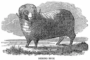 Images Dated 18th June 2015: Merino buck engraving 1844