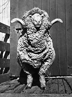 Merino Ram