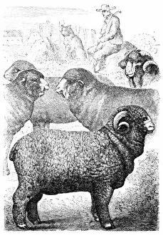Images Dated 29th January 2016: Merino sheep