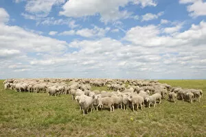 Merino Sheep -Ovis sp.-, herd on a pasture, Craula, Thuringia, Germany