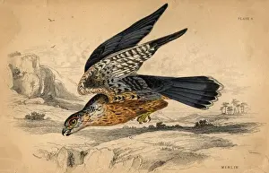 The Merlin