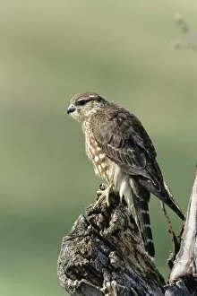 Diurnal Bird Of Prey Gallery: Merlin -Falco columbarius-, female, USA