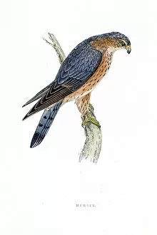 Images Dated 5th April 2016: Merlin falcon bird 19 century illustration