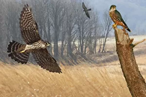 Merlin falcons hunting during autumn migration