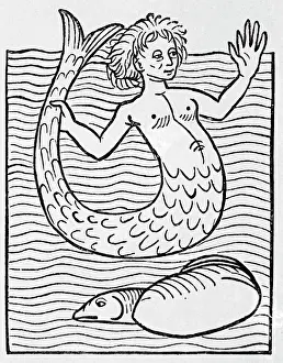 Mermaid Prints: Mermaid In Sea; Fish