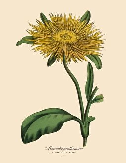 Images Dated 26th March 2016: Mesembryanthemum Plant, Victorian Botanical Illustration