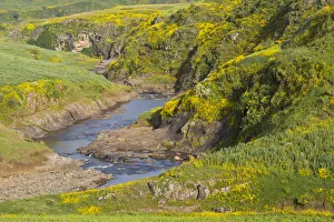 Images Dated 25th September 2007: Meskel flowers (yadey abeba) growing on riverbank, Amhara, Ethiopian Highlands, Ethiopia