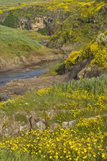 Images Dated 25th September 2007: Meskel flowers (yadey abeba) growing on riverbank, Amhara, Ethiopian Highlands, Ethiopia