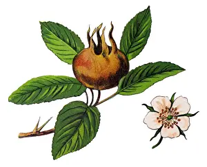 Mespilus germanica, known as the medlar or common medlar