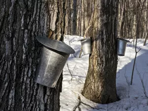 Images Dated 13th March 2013: Metal buckets