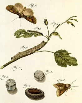 Pest Collection: Metamorphosis, 19 century science illustration