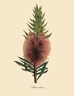 Images Dated 26th March 2016: Metroosideros Plant, Victorian Botanical Illustration