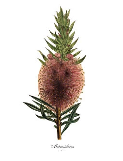 Images Dated 19th February 2019: Metrosideros Plant, Victorian Botanical Illustration