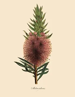 Metrosideros Plant, Victorian Botanical Illustration