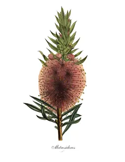 Metrosideros Plant, Victorian Botanical Illustration
