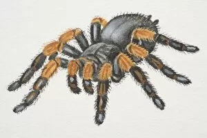Images Dated 14th July 2006: Mexican Red-kneed Tarantula (Brachypelma smithi), bird-eating spider