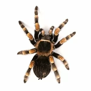 Animal Wildlife Gallery: Mexican redknee tarantula