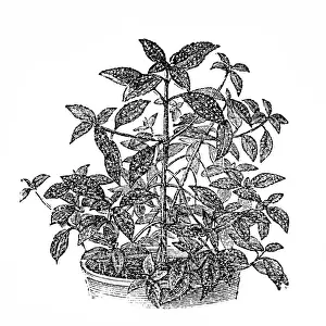 Wandering Prints: Mexican Speckled Wandering Jew (Tinantia pringlei)