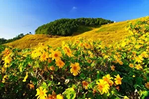 Images Dated 22nd November 2010: Mexican sunflower field at Doi Mae U-Kho
