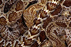 Art Wolfe Photography Prints: Mexican west coast rattlesnake(Crotalus sp. )