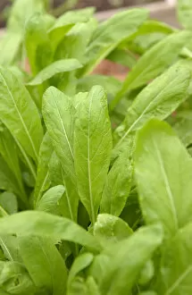 Mibuna leaf, close up