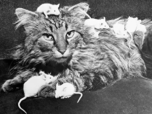 Minneapolis Prints: Mice Playing on a Cat