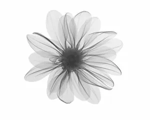 Compositae Gallery: Michaelmas daisy (Aster amellus) flower head, X-ray