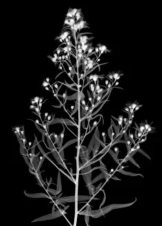 Compositae Gallery: Michaelmas daisy (Aster amellus), X-ray