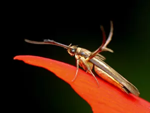 Insects On Earth Gallery: Micro moth