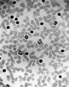 Cell Prints: Microscopic View Of Human Blood