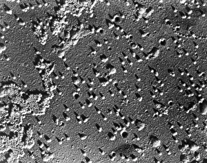 Poliomyelitis Prints: Microscopic View of Polio Virus