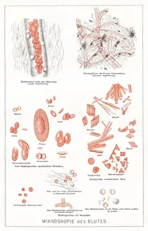 Cell Prints: Microscopy of the blood anatomy engraving 1857