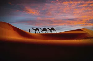 Images Dated 17th July 2017: Middle Eastern man walking camels in desert at sunset