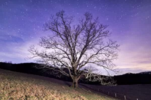 Cosmos Gallery: Midnight Tree Hugger