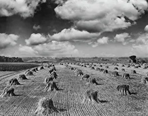 Wheat Prints: Midwestern Wheat Field at Harvest Time