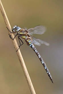 Odonate Gallery: Migrant Hawker (Aeshna mixta)