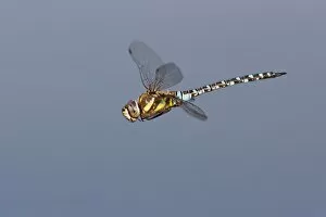 Images Dated 4th September 2012: Migrant Hawker -Aeshna mixta- in flight, North Hesse, Hesse, Germany