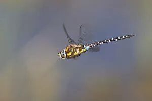 Images Dated 8th September 2012: Migrant Hawker -Aeshna mixta- in flight, North Hesse, Hesse, Germany