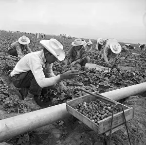 Laborer Prints: Migrant Mexican Workers Picking Strawberries