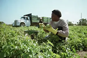 Migrant Worker Picking Tomatoes