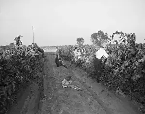 Grapes Prints: Migrant Workers Harvesting Grapes