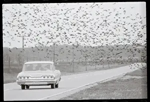 Iowa Prints: Migrating Birds Descending on Road