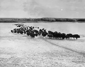 Migrating Herd