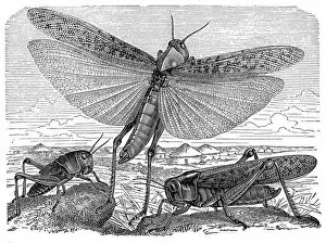 Springtime Gallery: Migratory Locust (Locusta migratoria)